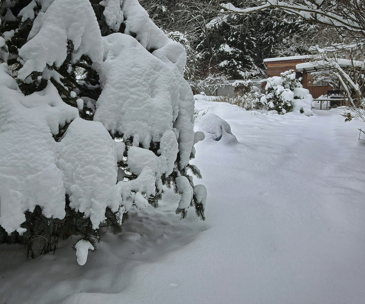 Снежная целина