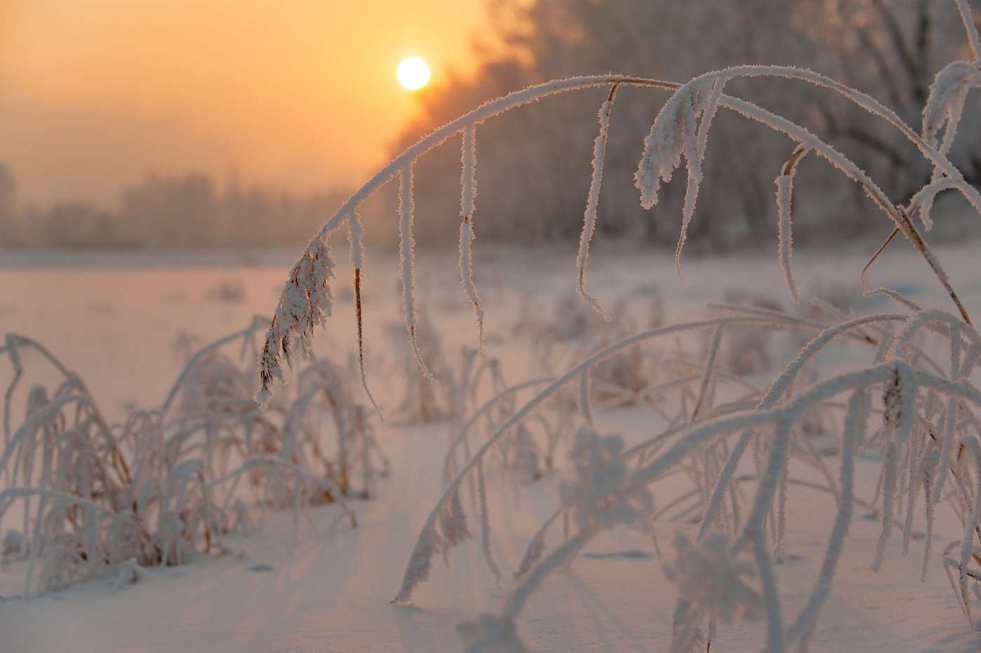 Нежность зимы