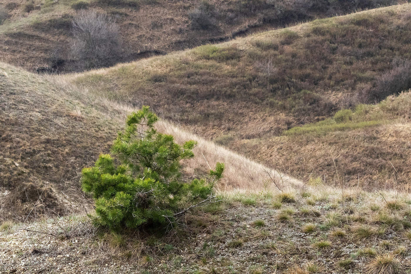 Диагонали степных холмов