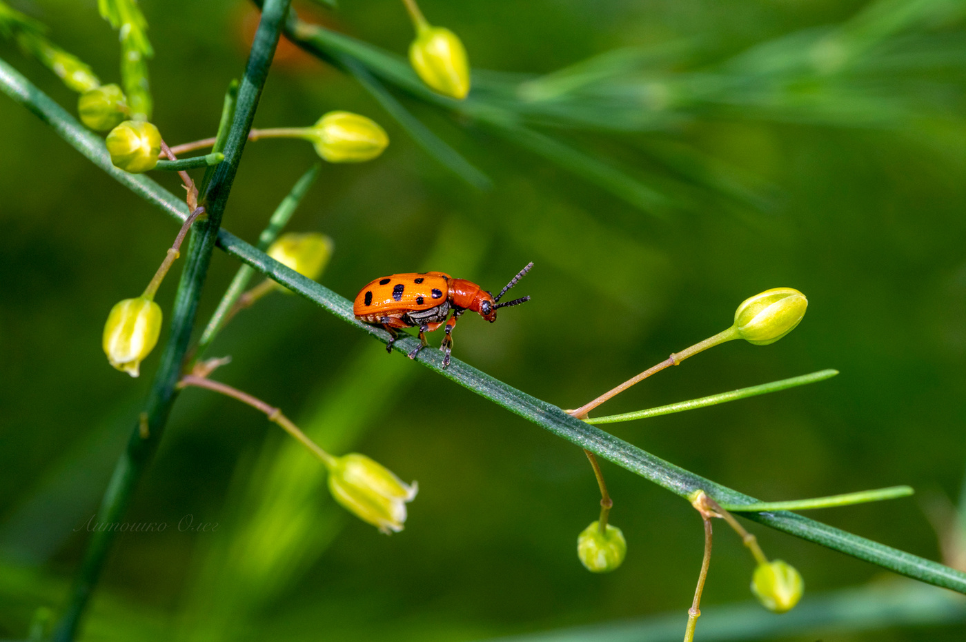 Трещалка двенадцатиточечная на спарже.