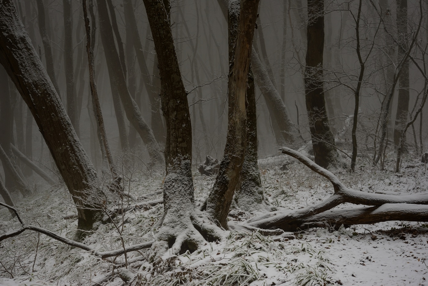 Туманное утро