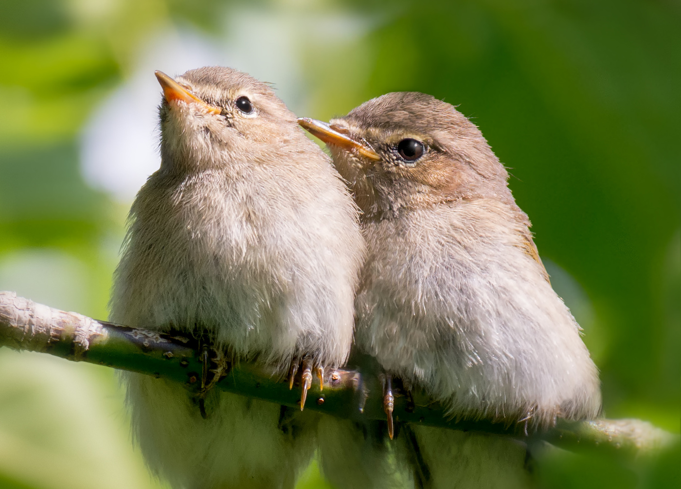Птенчики пеночки.