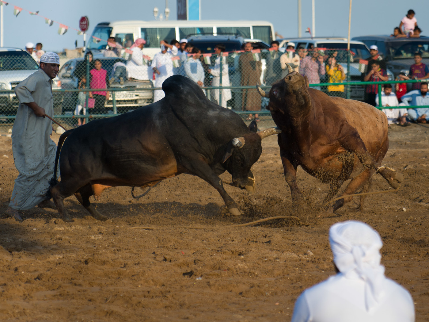 Жестокий ринг