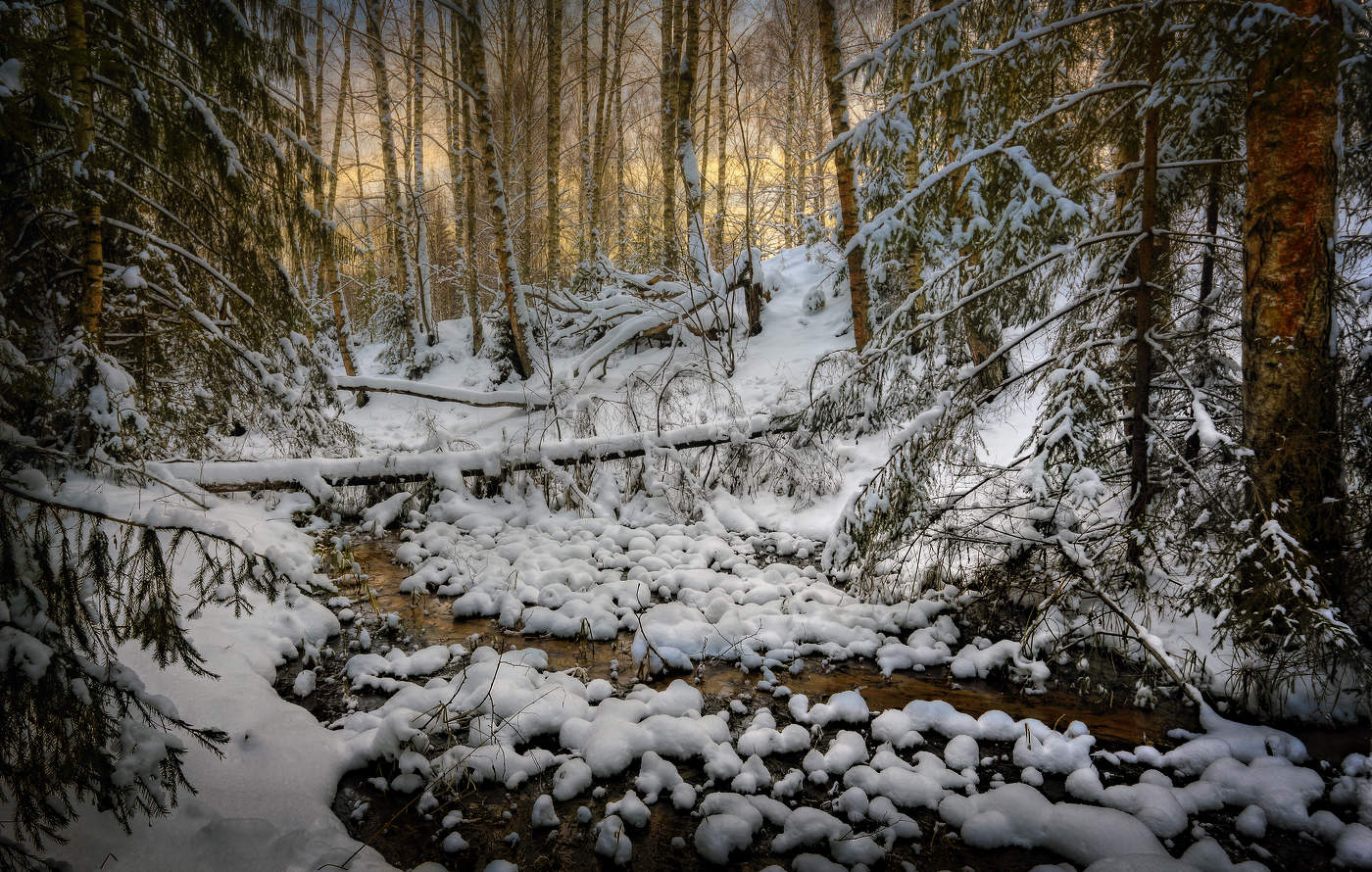 В январском лесу..