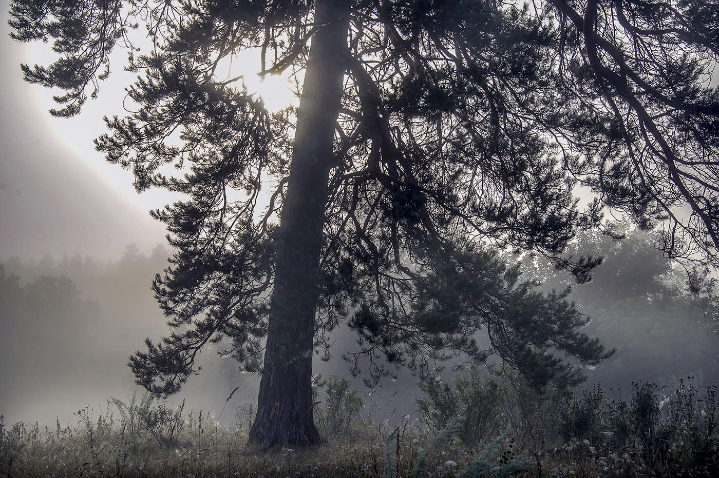 Одинокая сосна