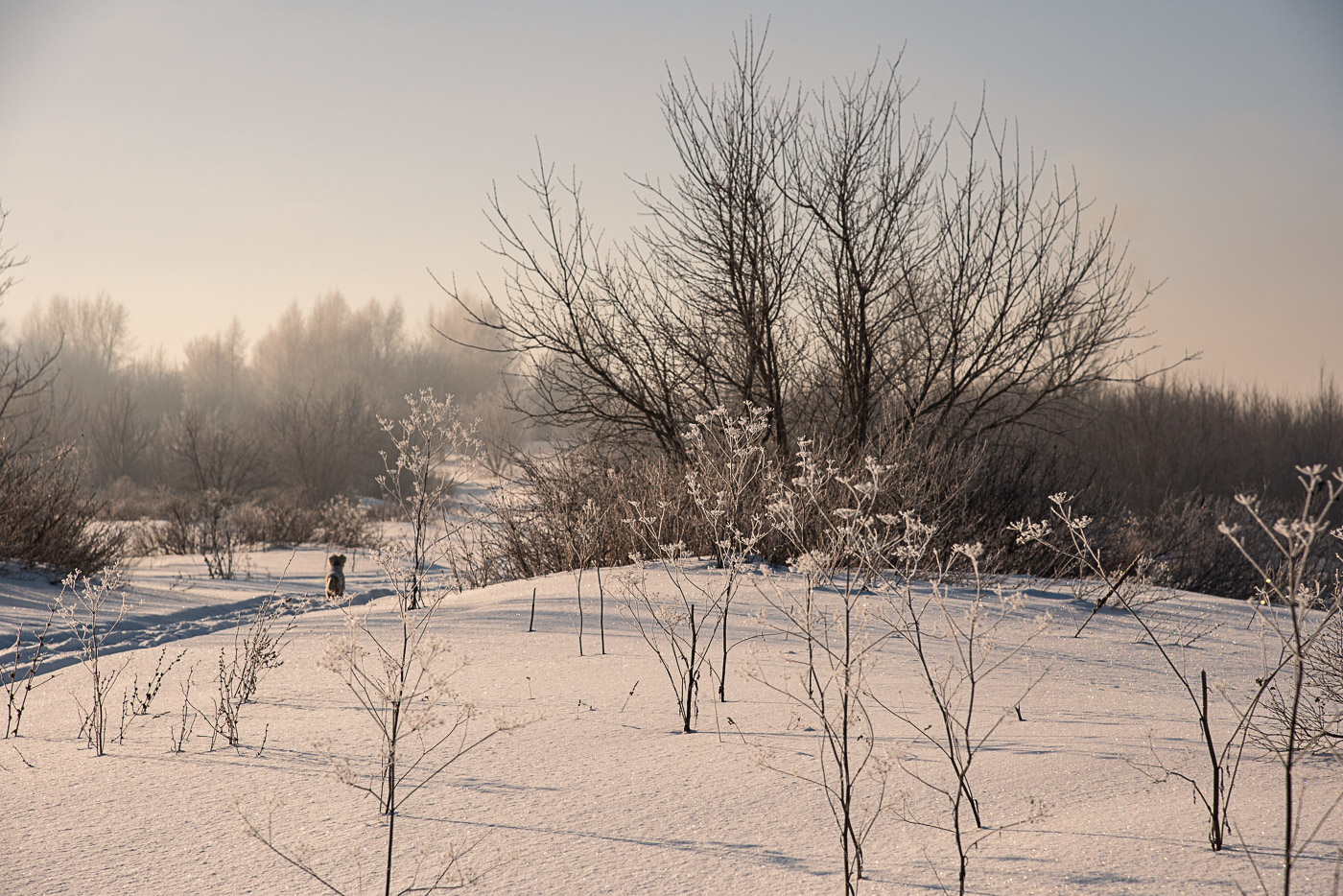 Зимнее утро