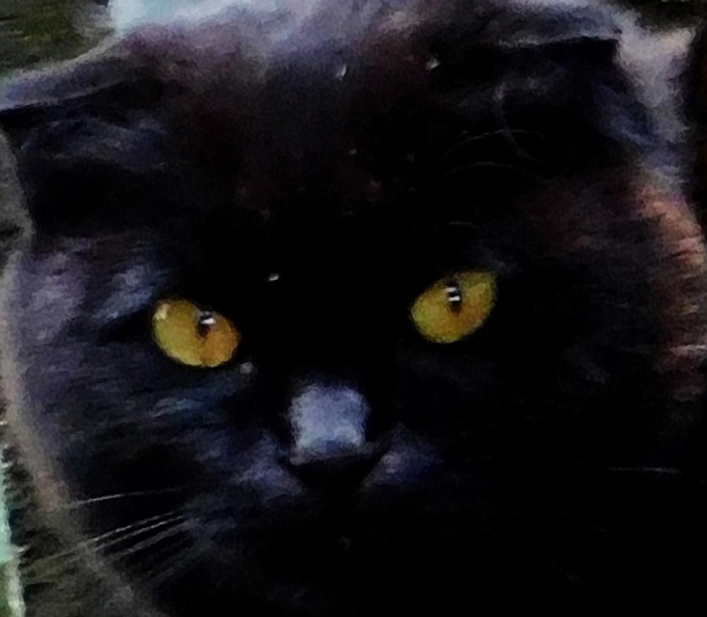 Эмоциональный портрет кота