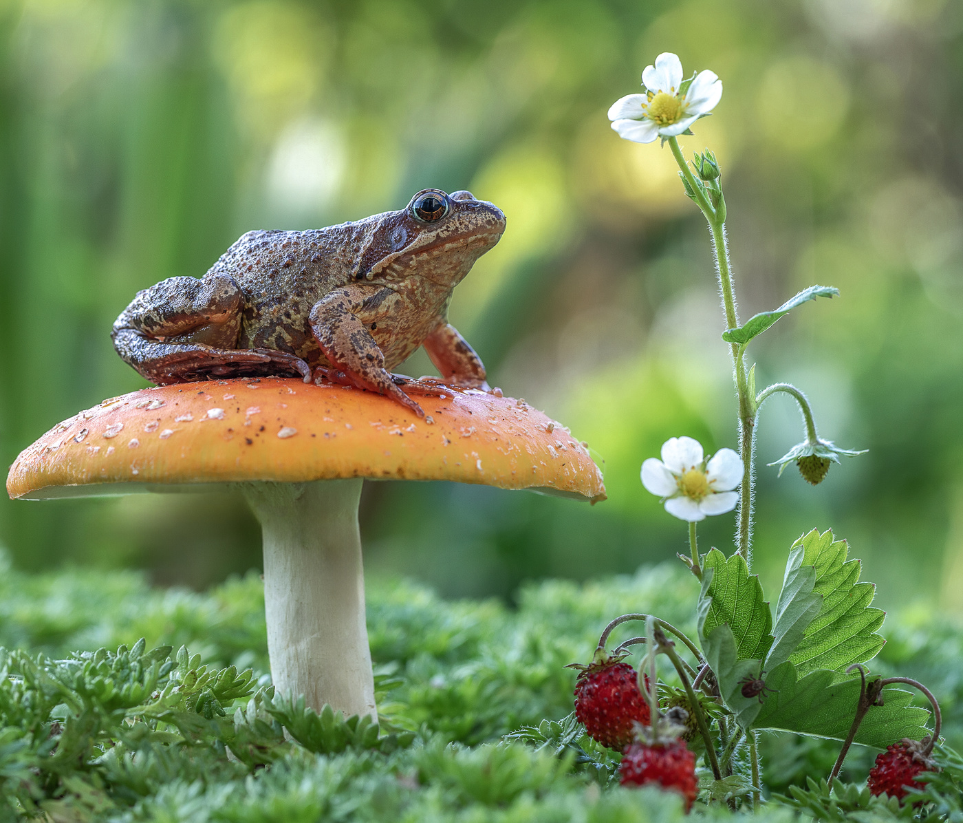 Царевна-лягушка)