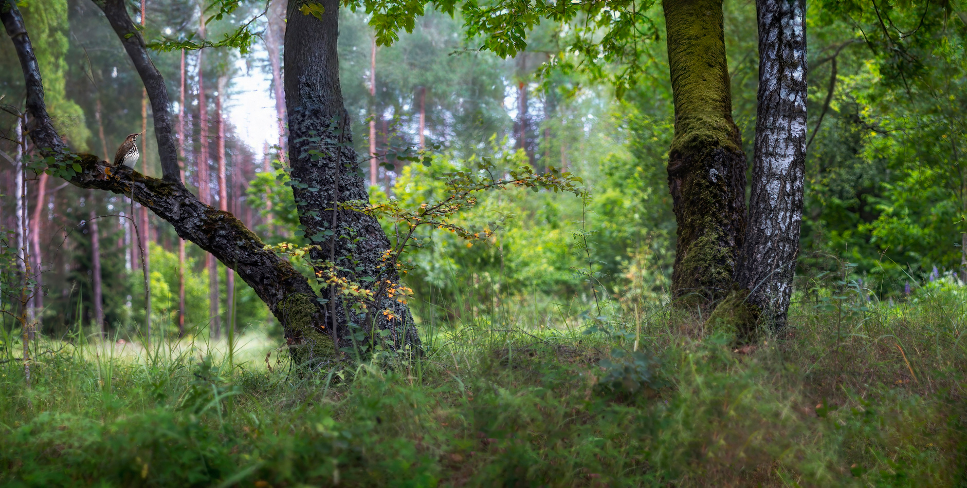 Зарисовка июля