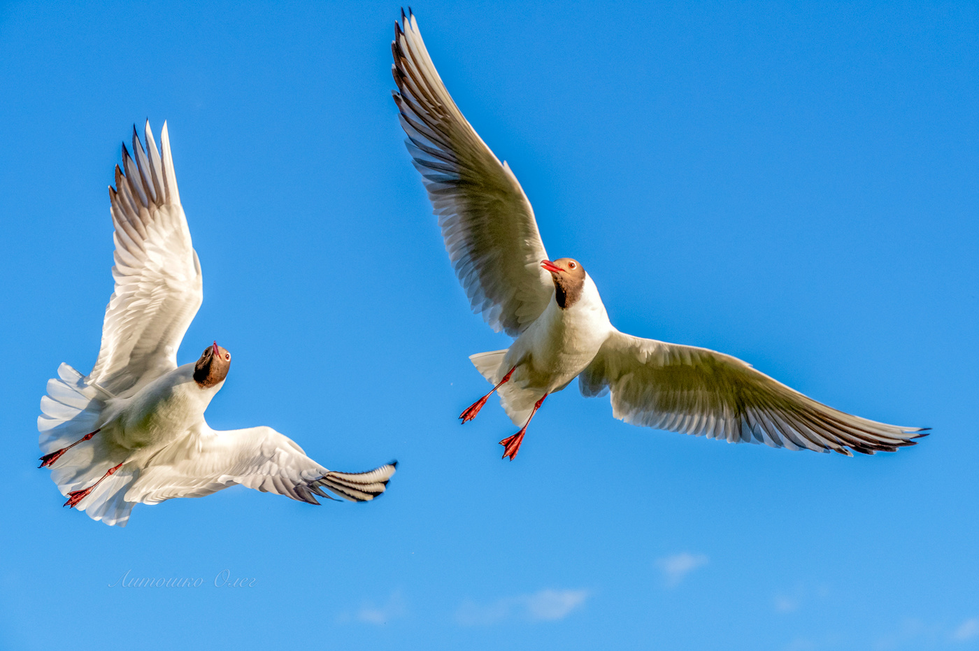 Чайка озёрная.