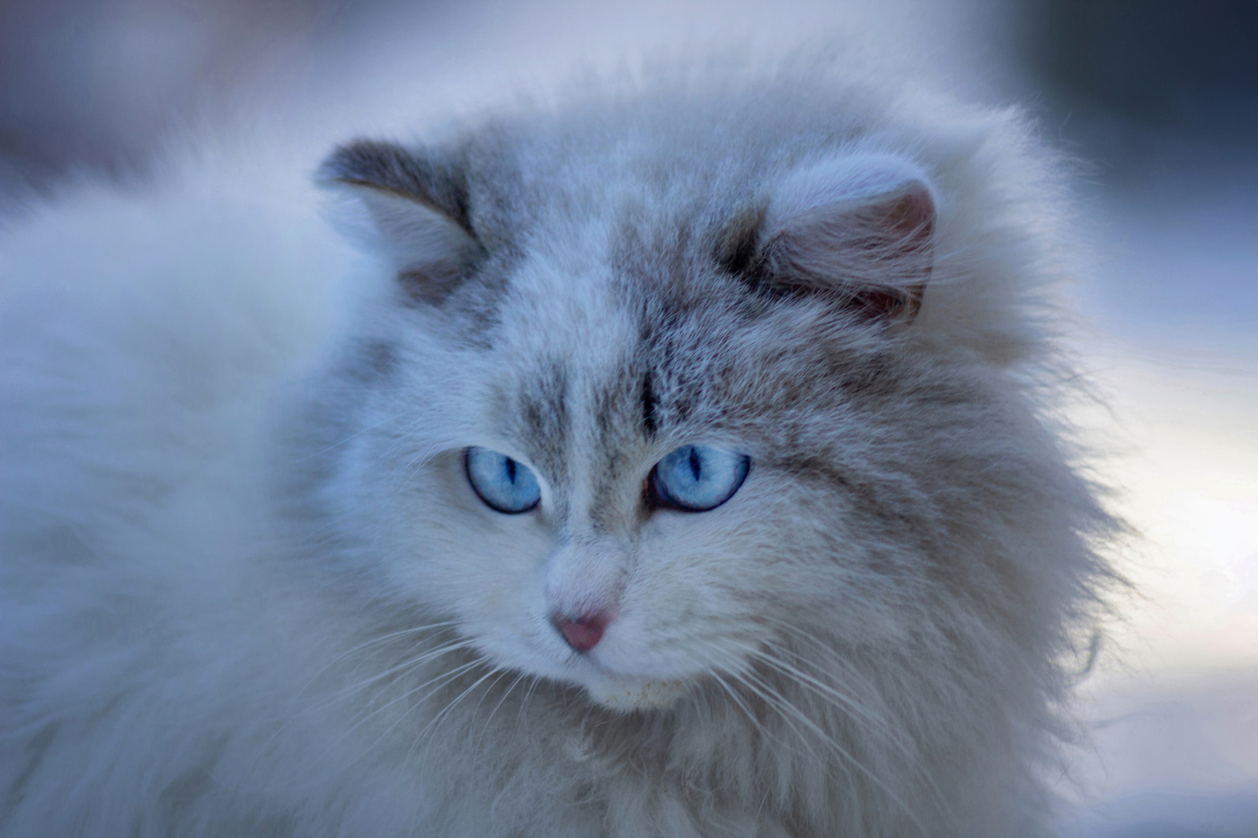 "Сибирячка"