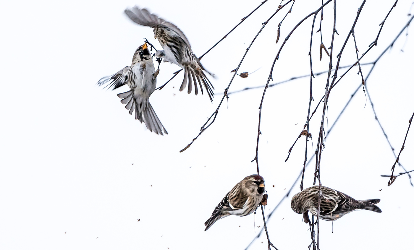Схватка за еду.