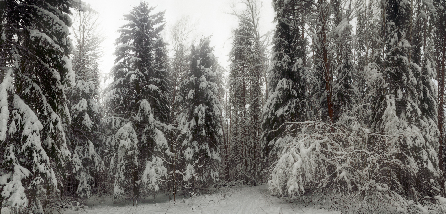 Зима в Щегловской засеке