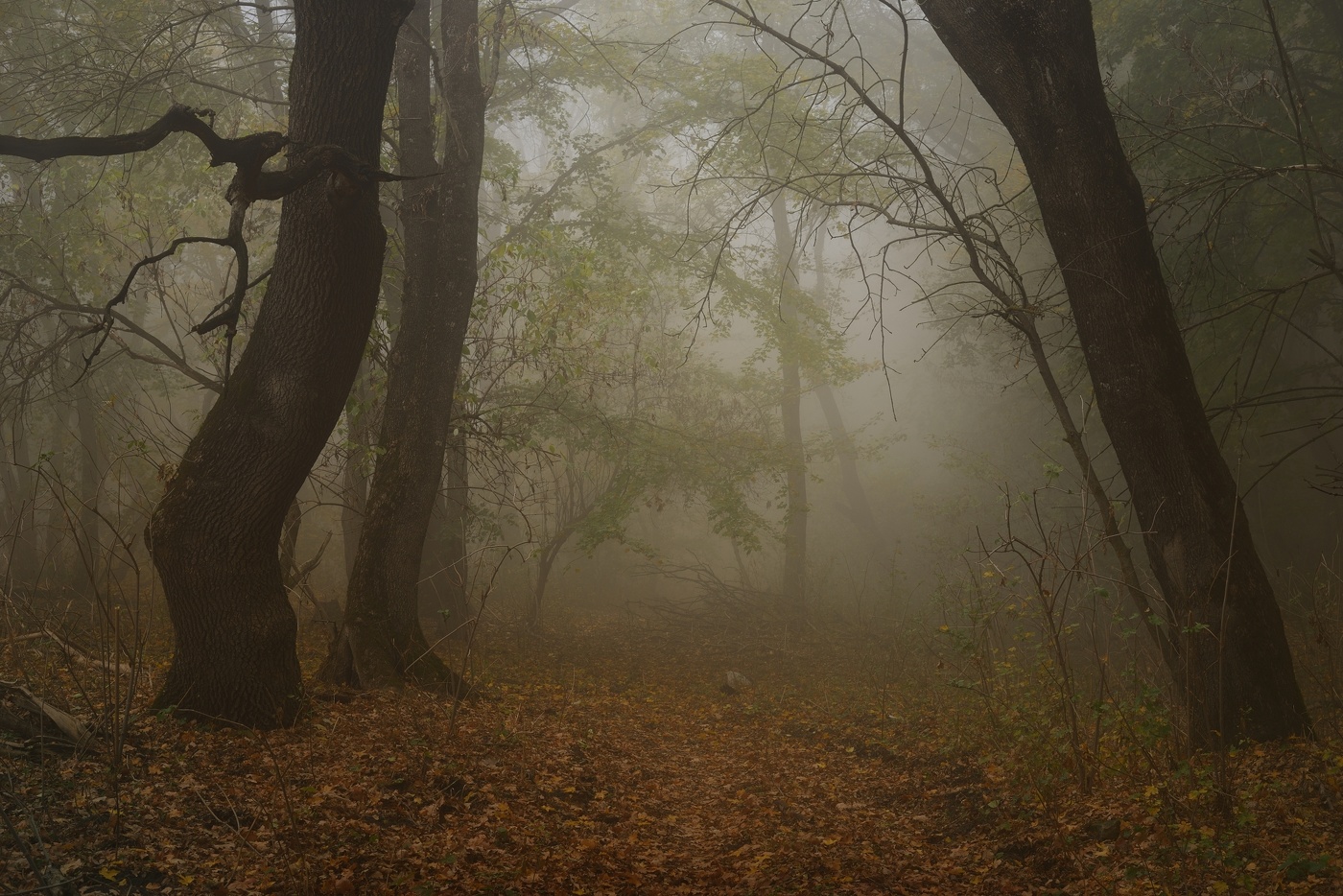 Туманное утро