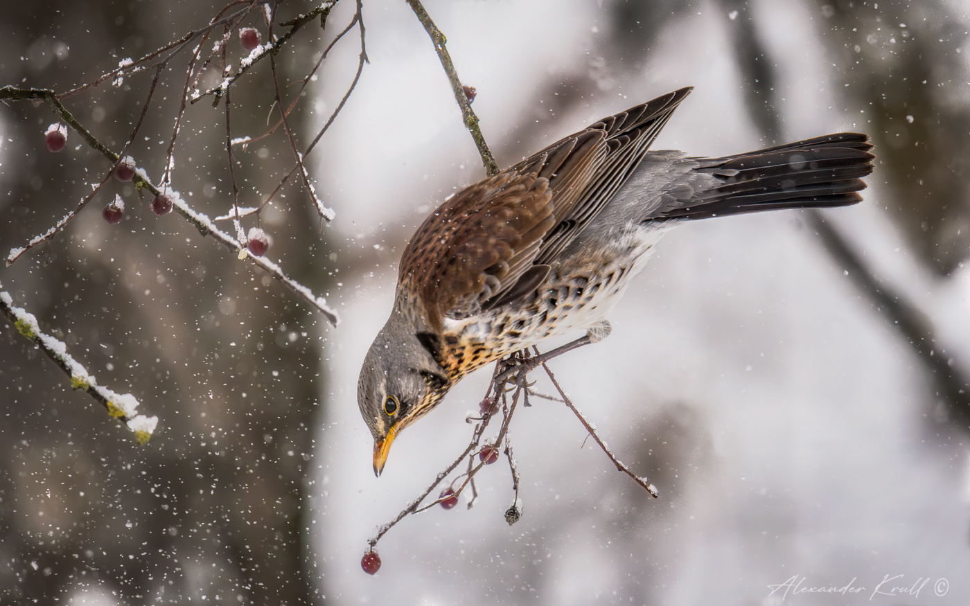 Холодно, голодно...
