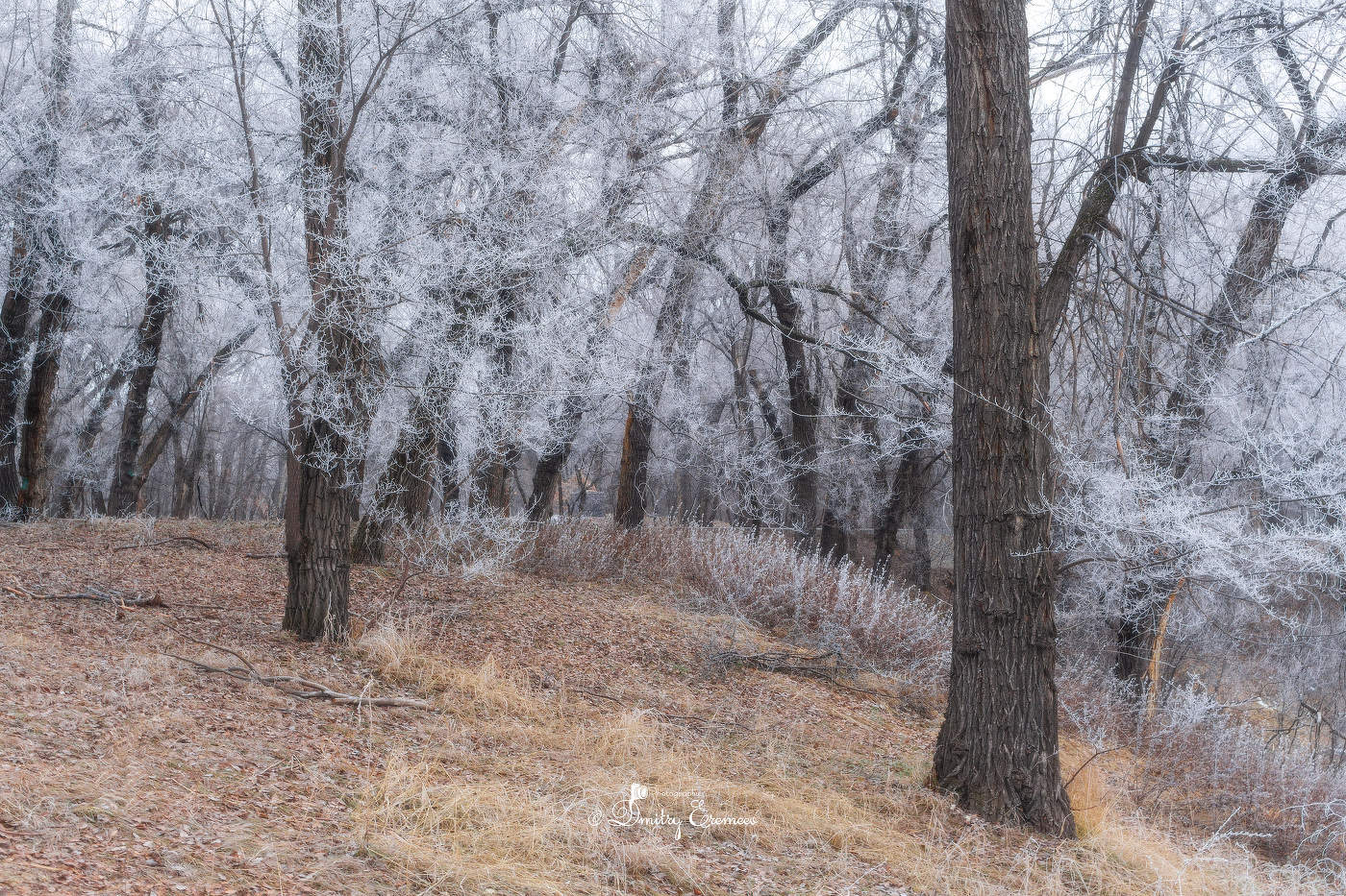 Морозное утро...