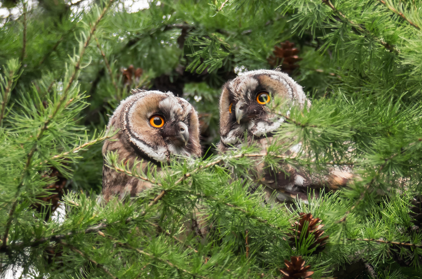 Ушастые слётки.