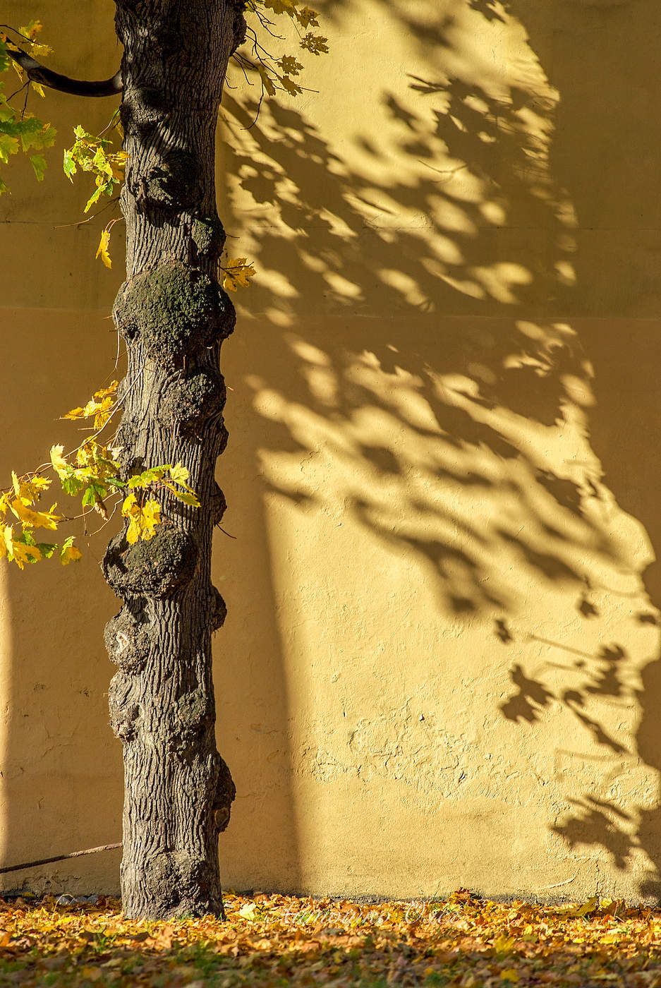 Дворы Петербурга.