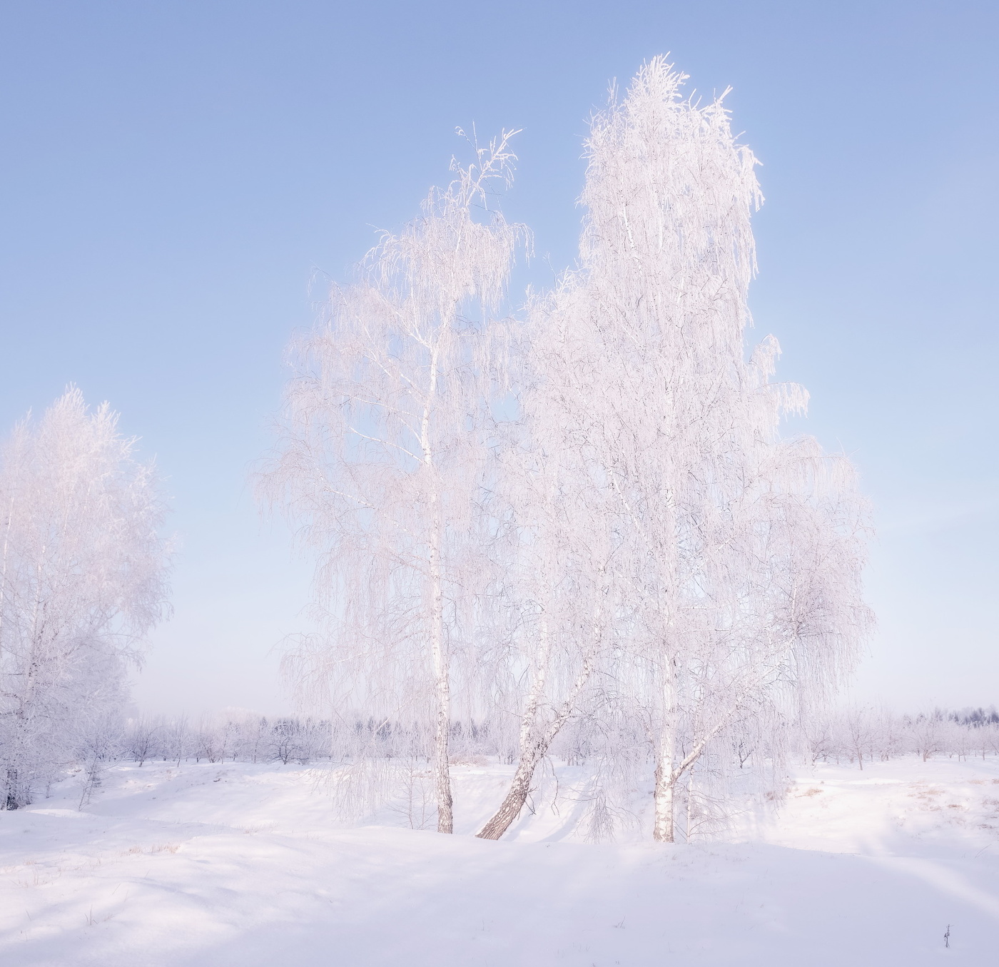 В морозном одеянии