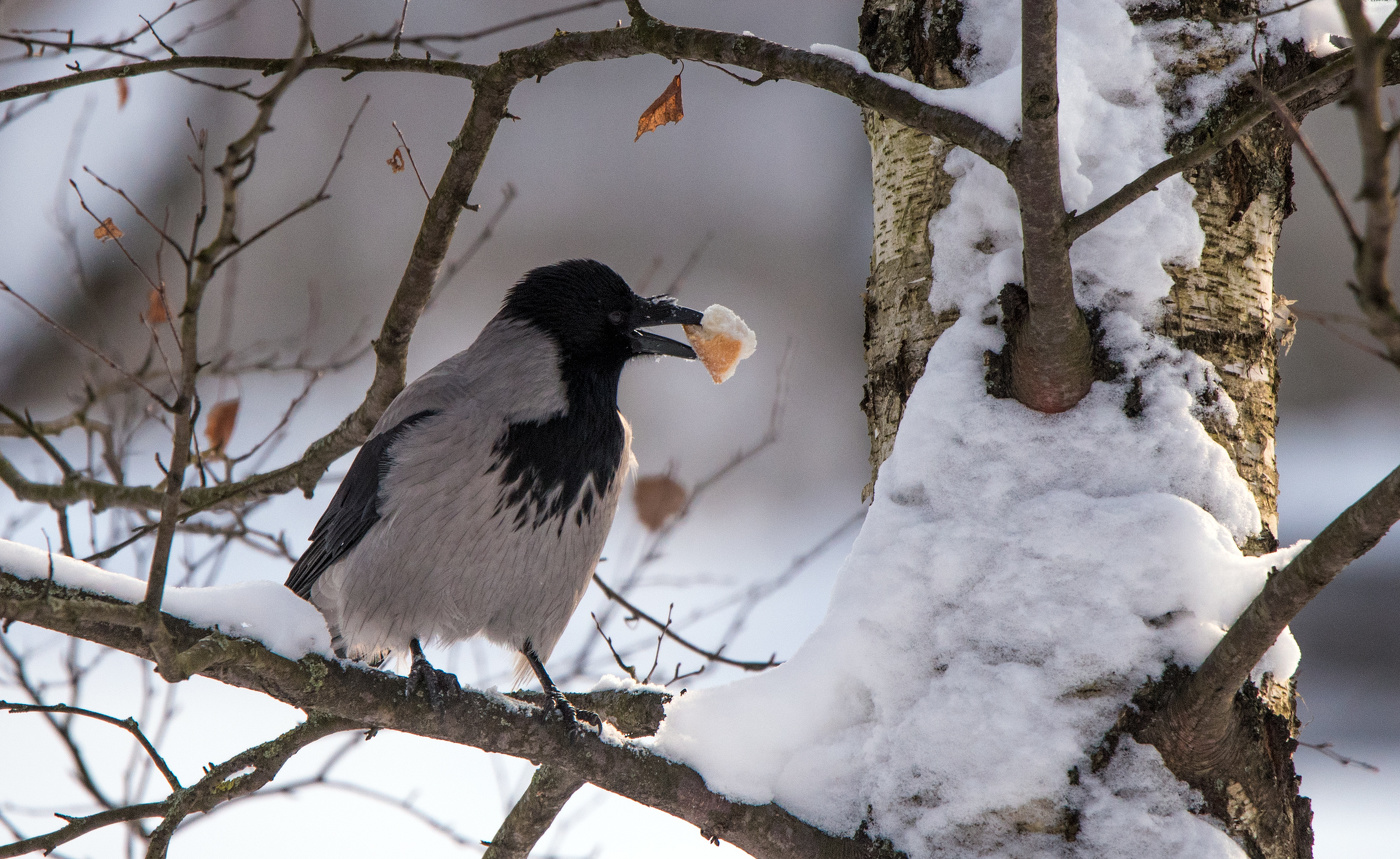 "Вороне где-то бог послал кусочек... хлеба!"