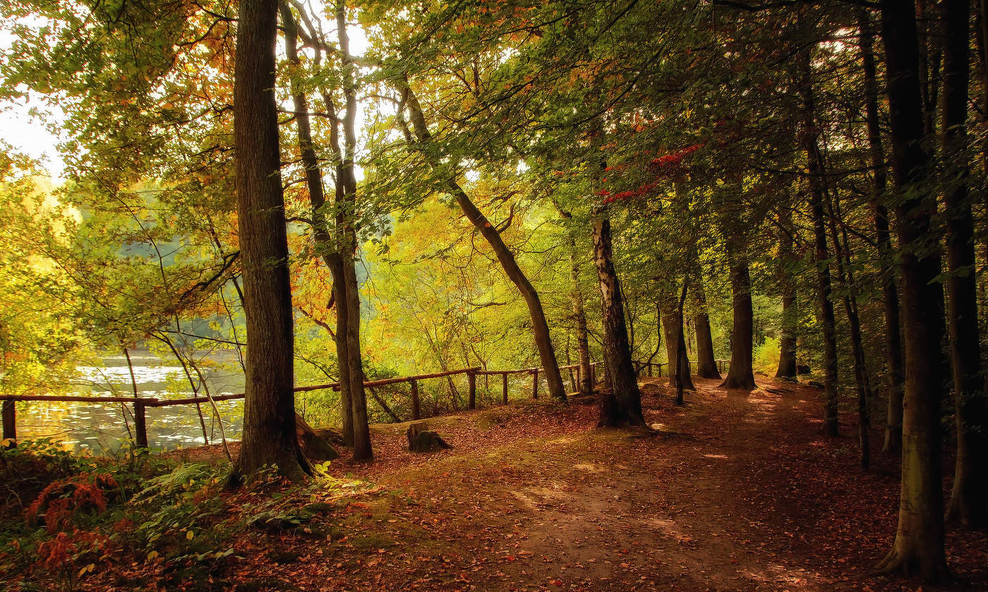 Мимо лесного озера