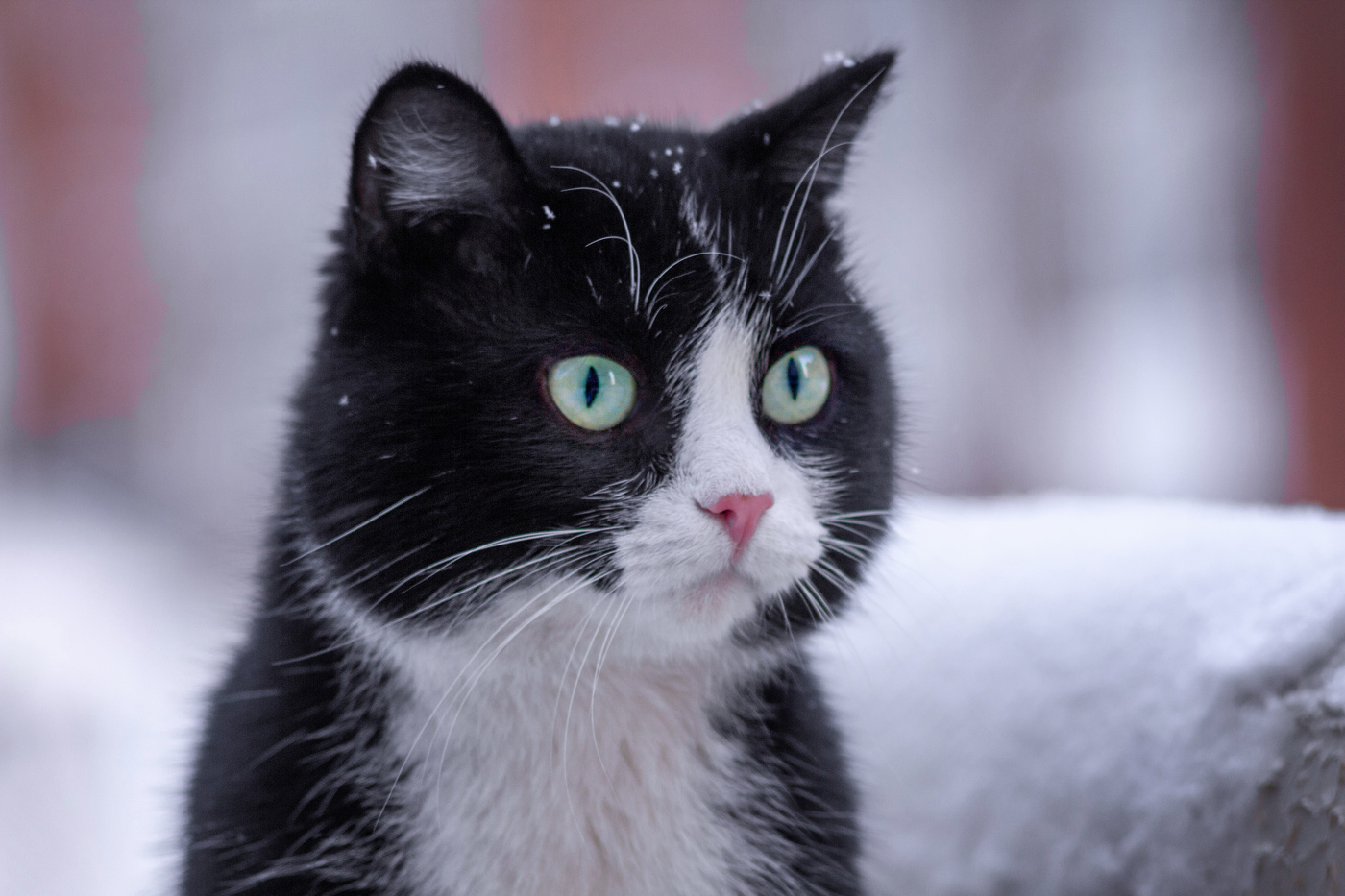 "Почистите матрицу"