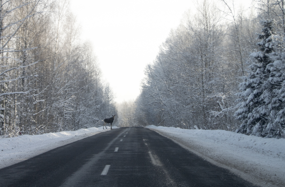 Осторожно, на дорогах любители соли