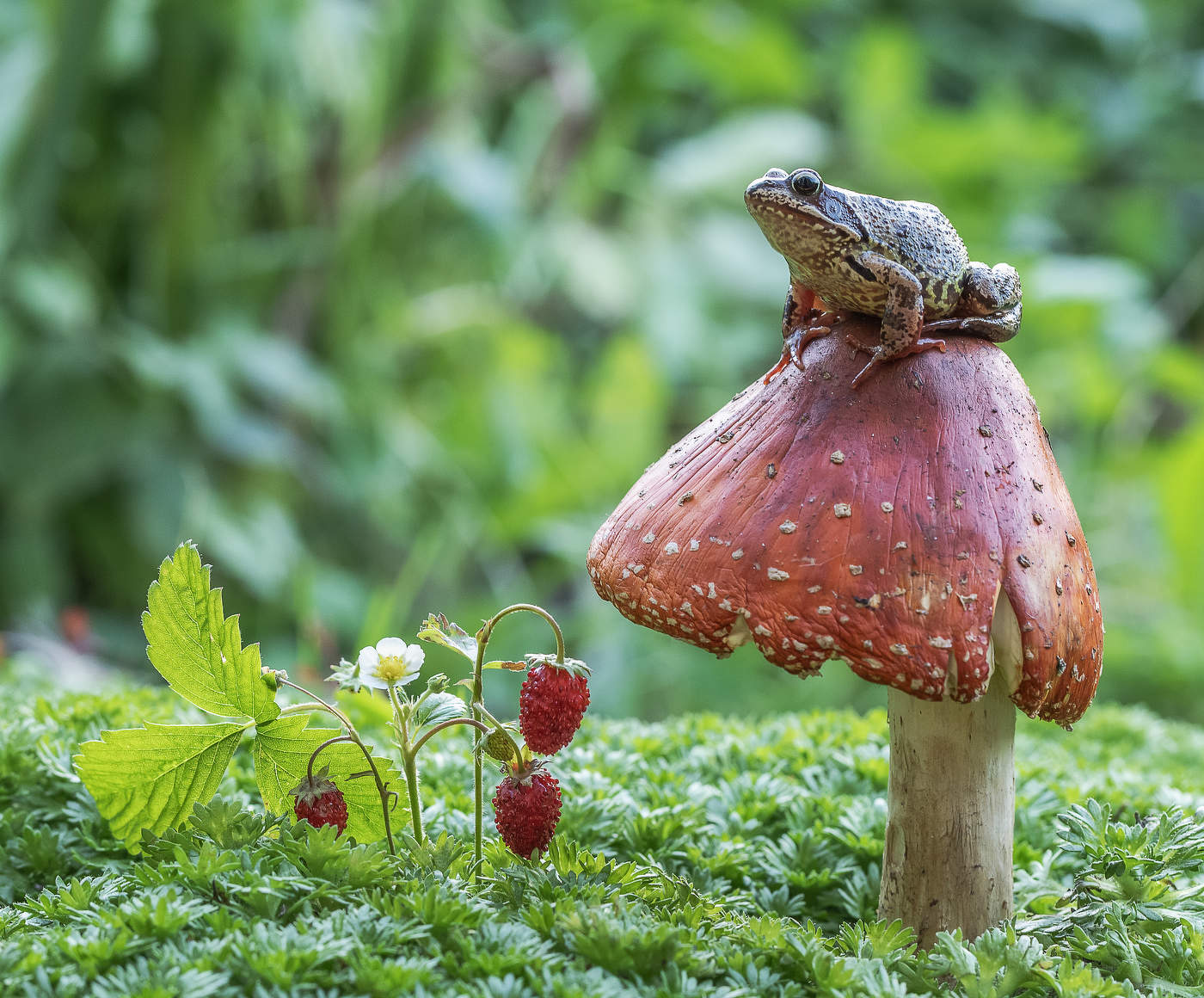 Будущая Царевна)