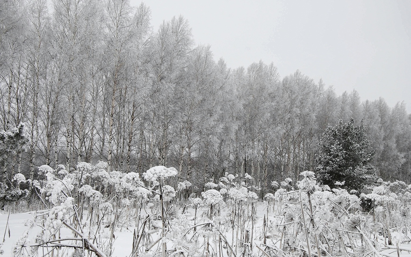 Зимний монохром