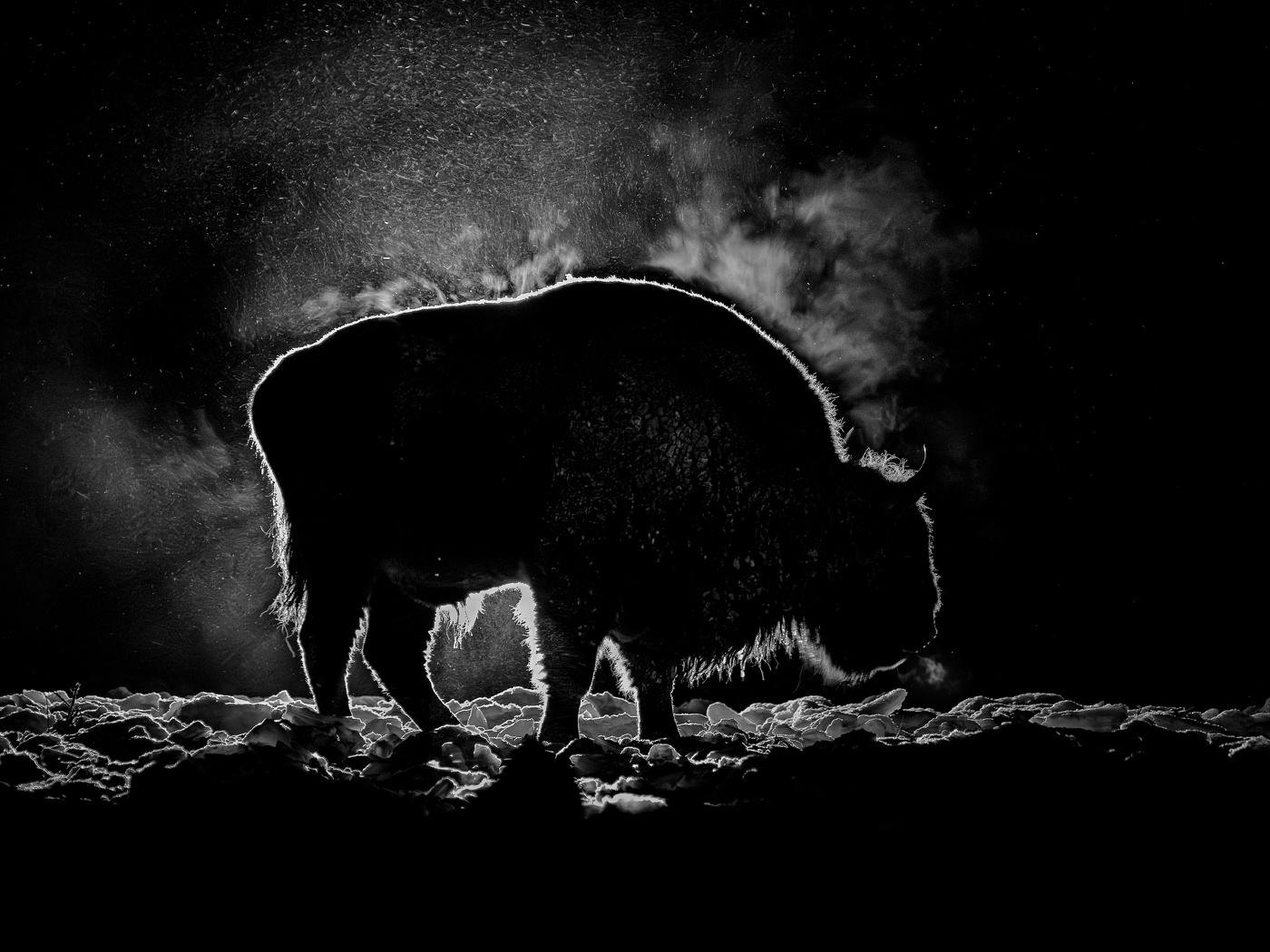 Ночной гость