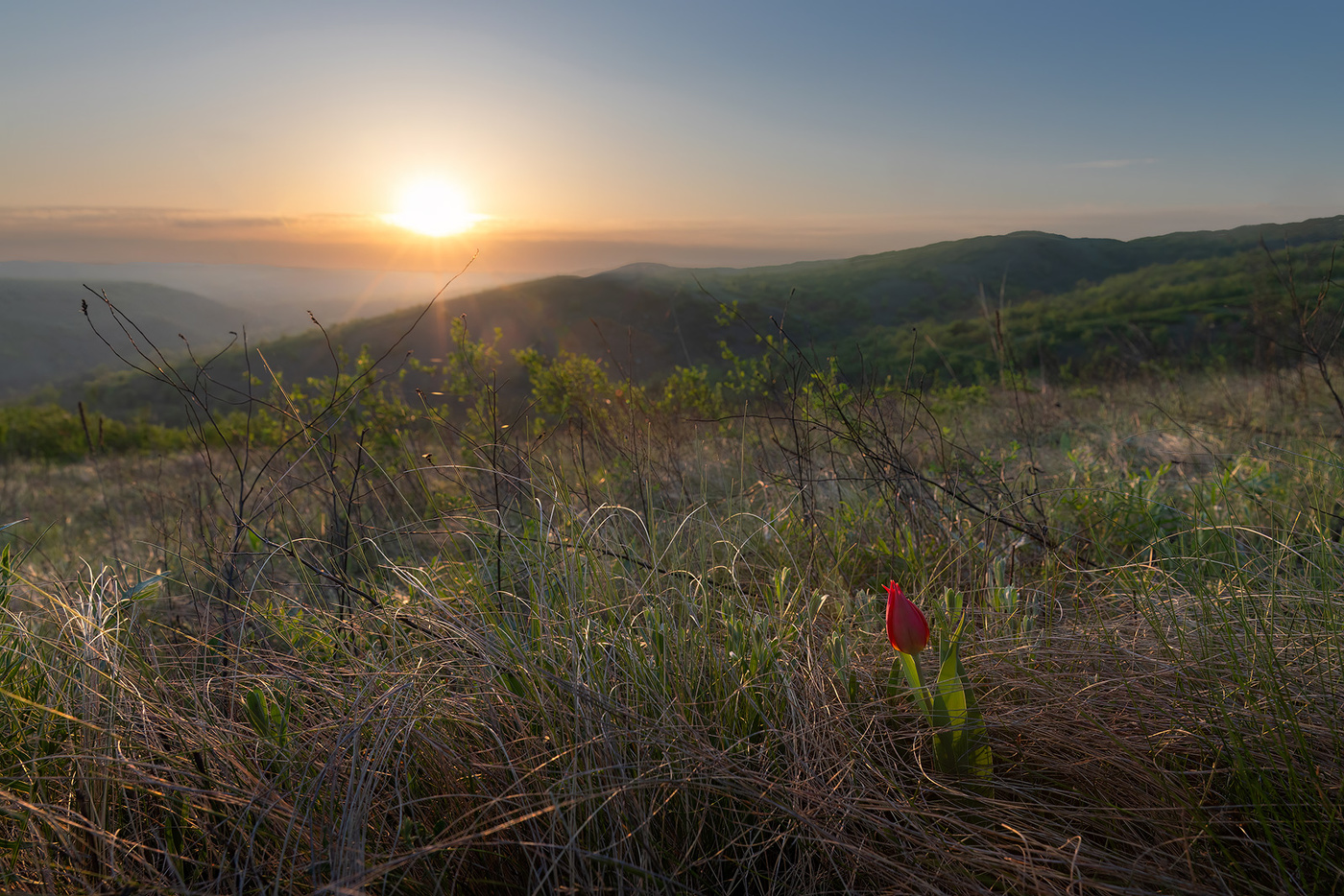Одинокий лазорик