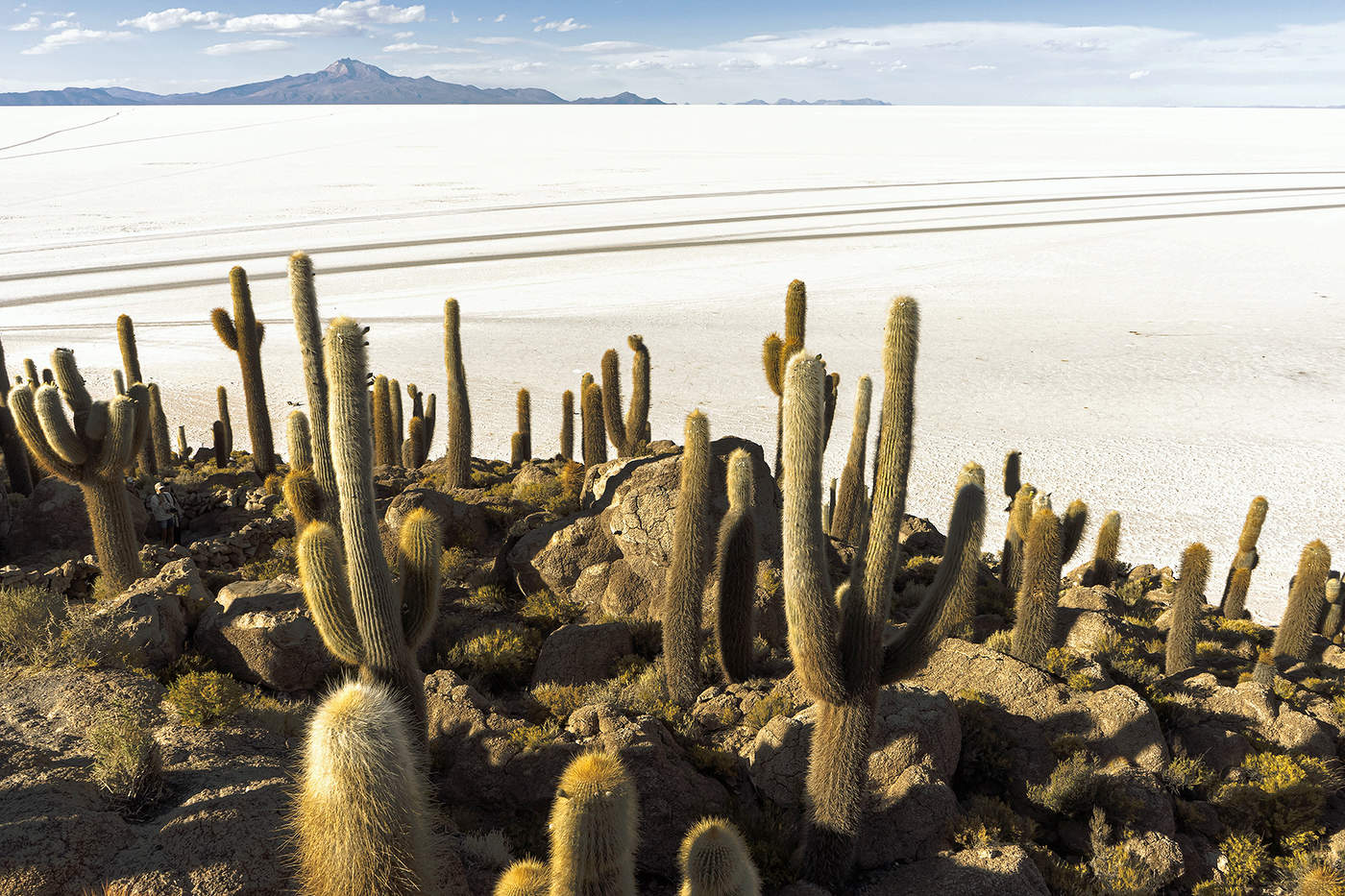 Остров кактусов