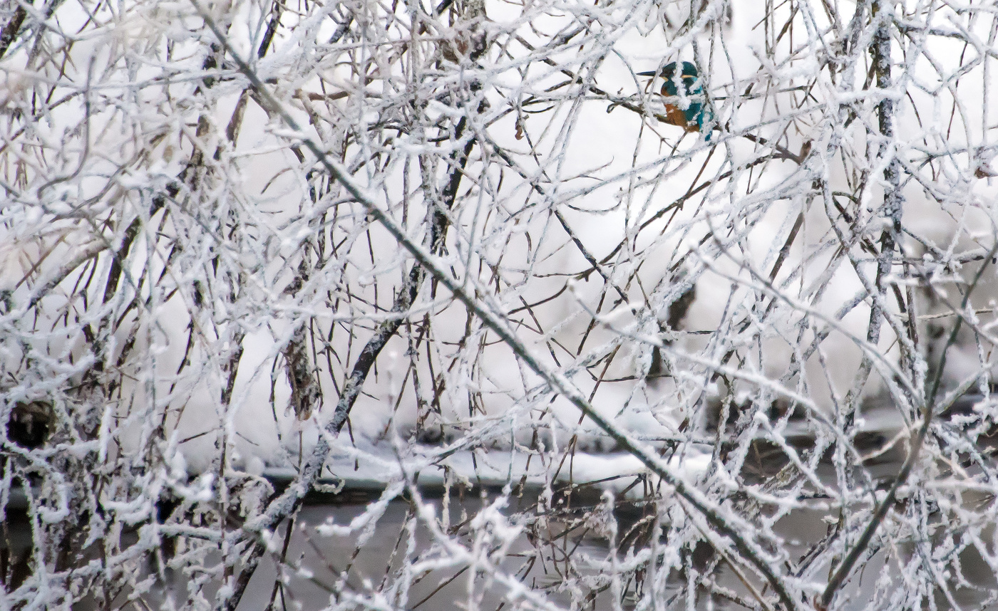 Зимородок охотится...
