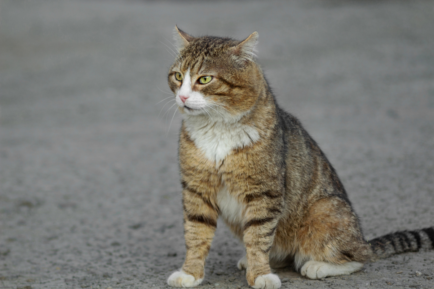 "Гроза района"