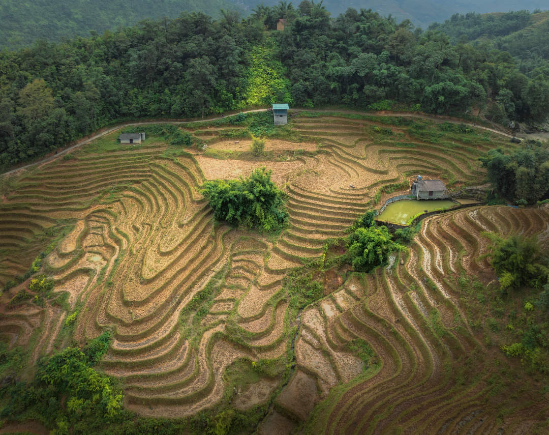 Рисовые террасы Вьетнама