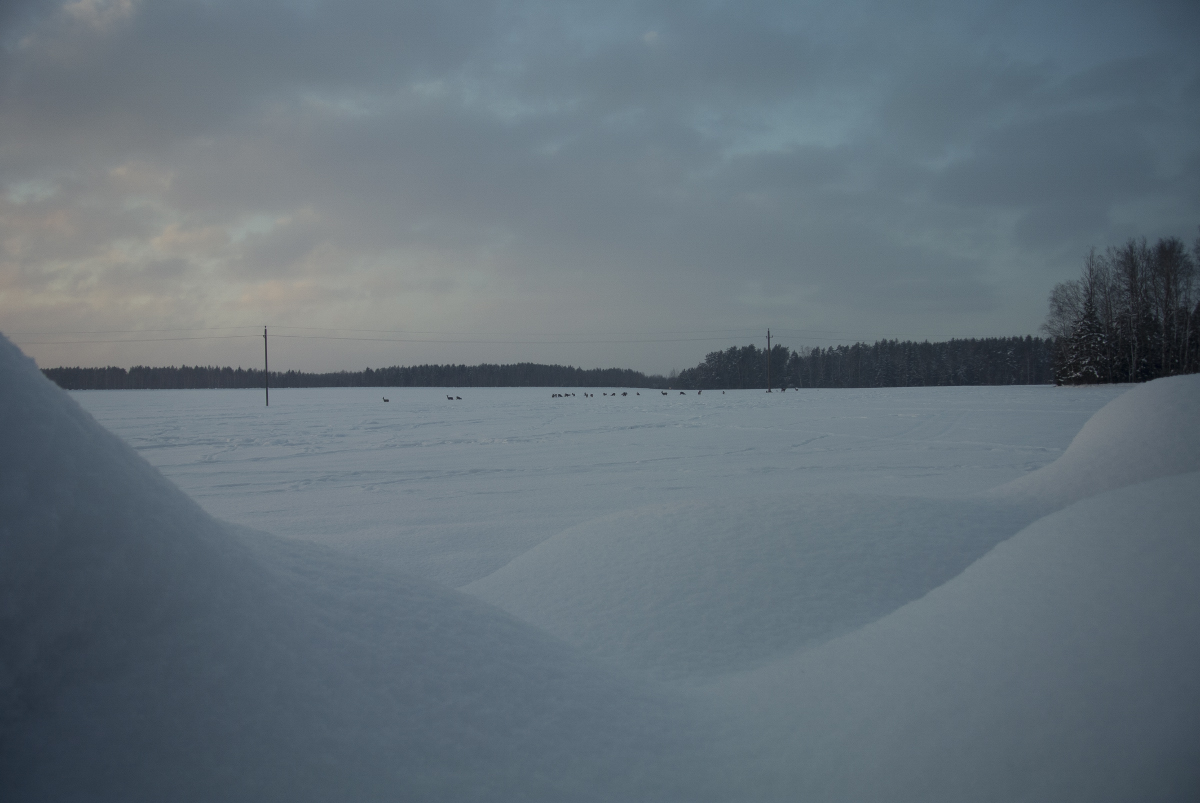 Вечерняя с косулями