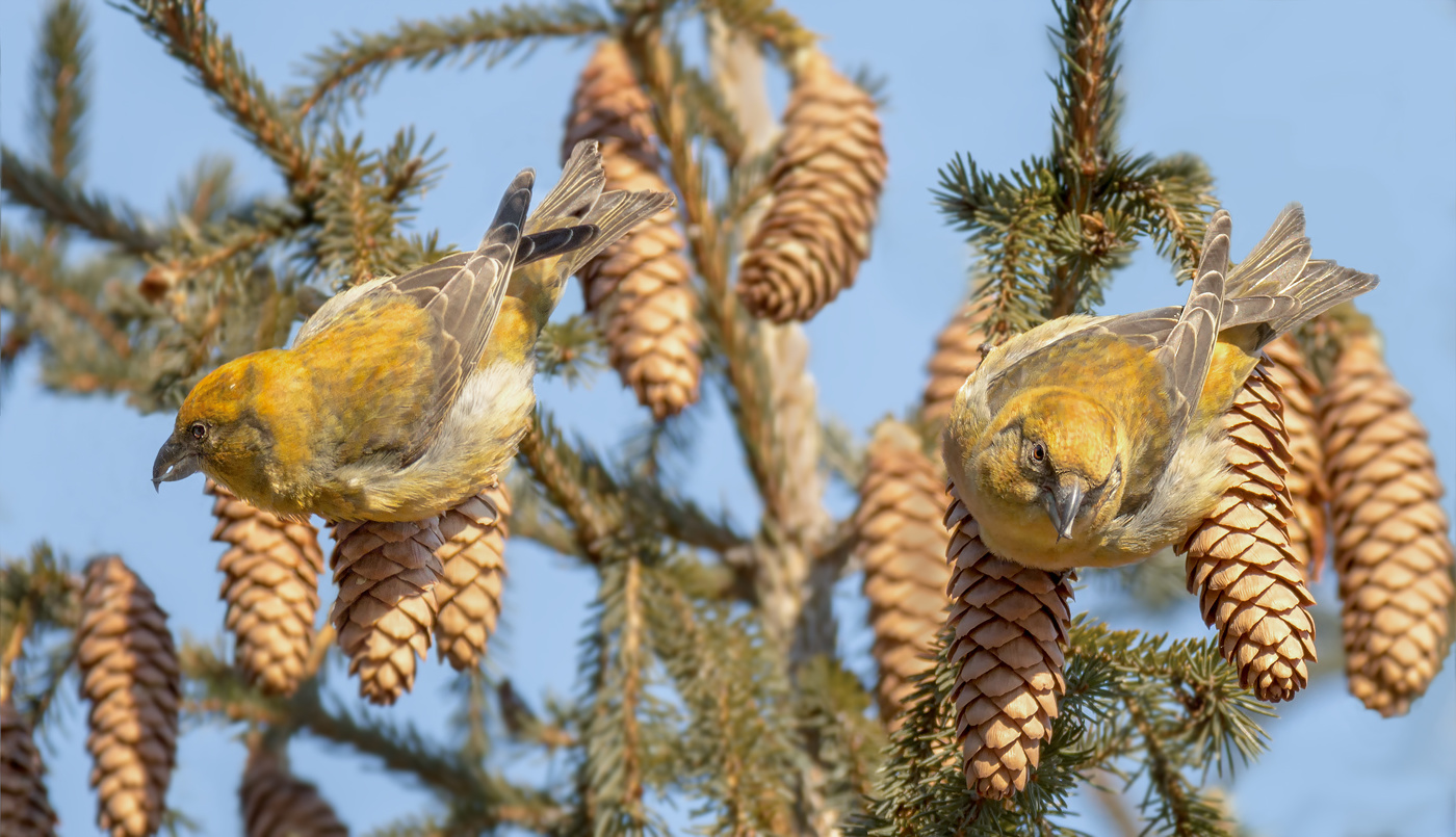 Клёст - еловик.