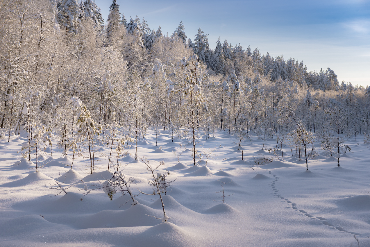 На краю болота.