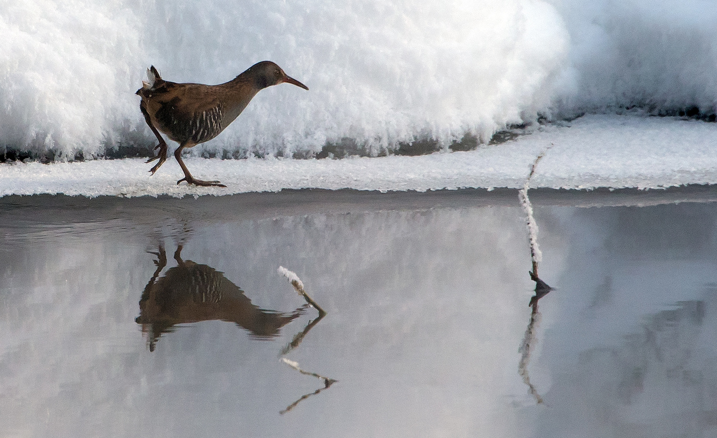 Водяной пастушок.