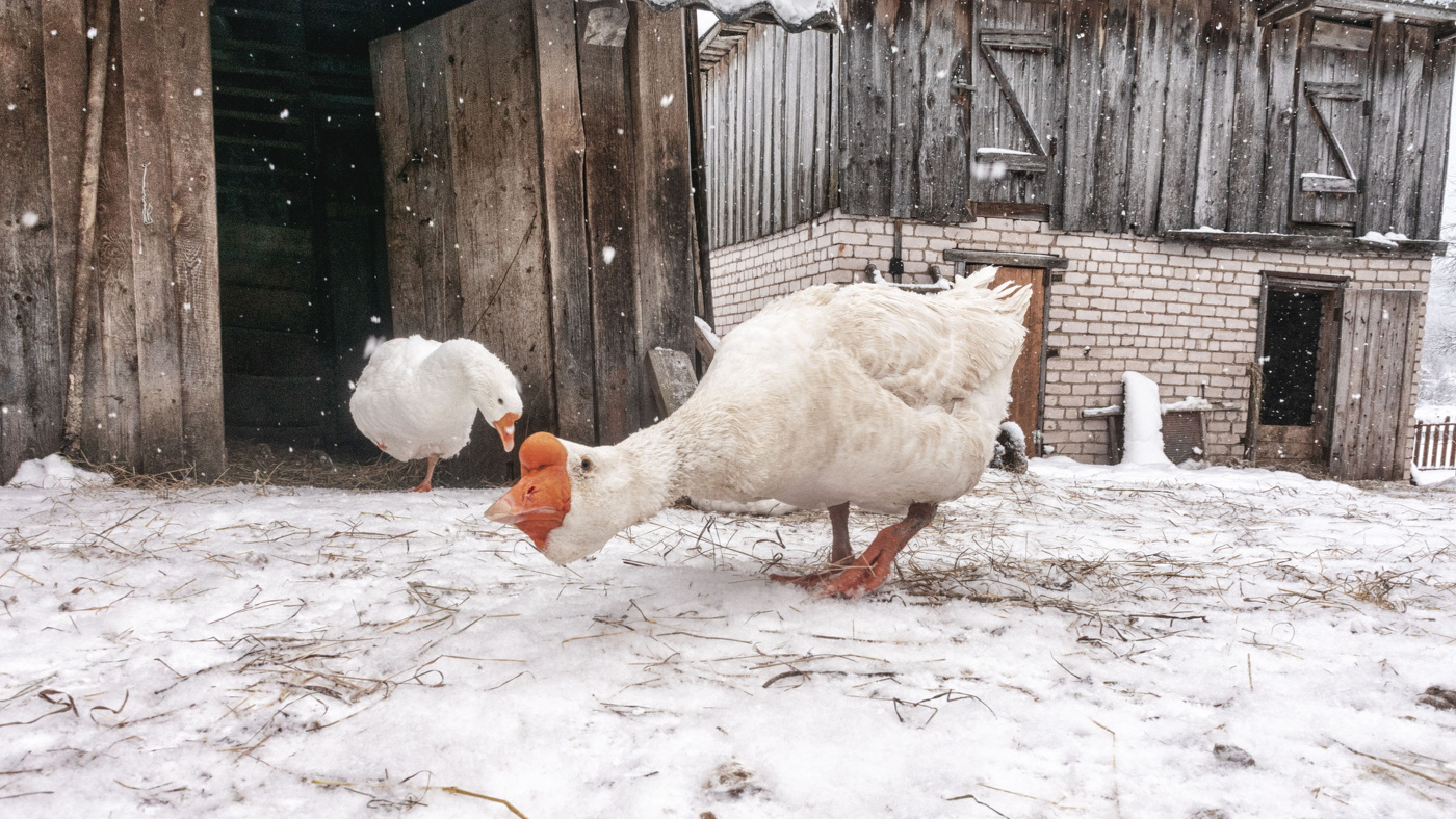 Жизнь вокруг