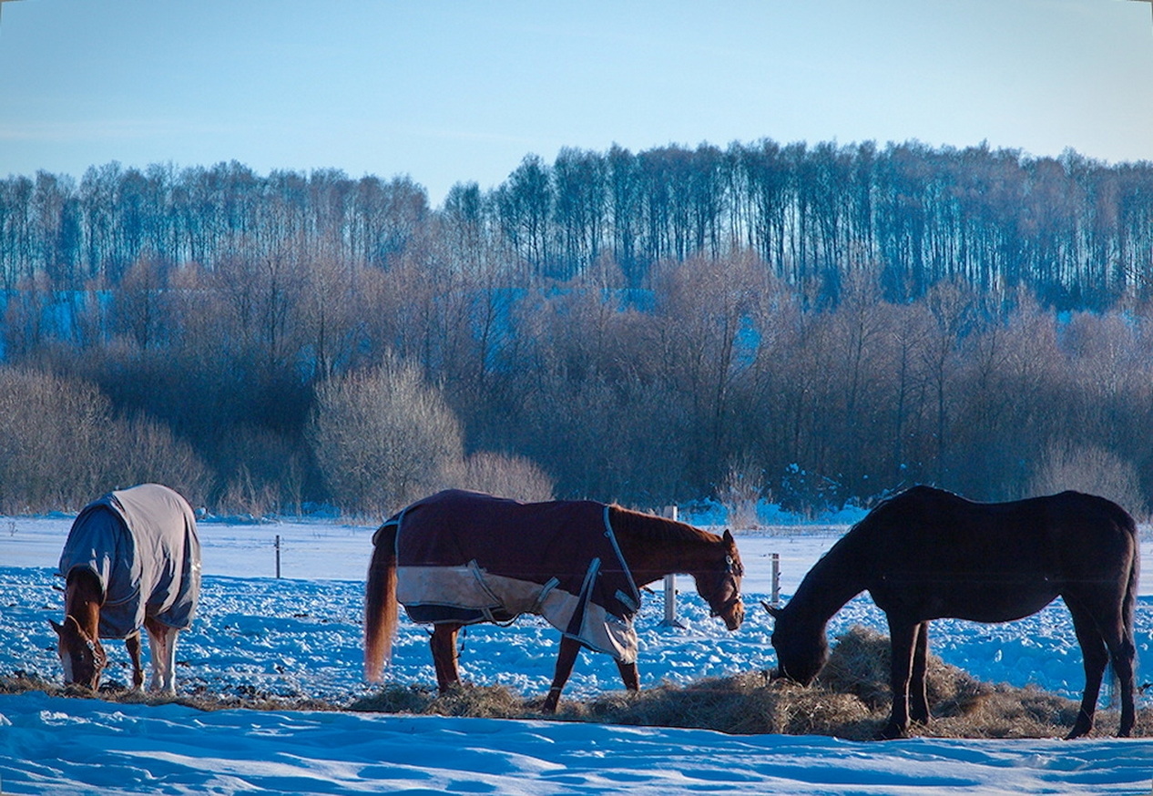 Тематический пейзаж