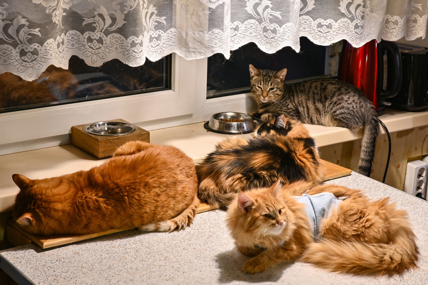 бОльшая половина моих питомцев