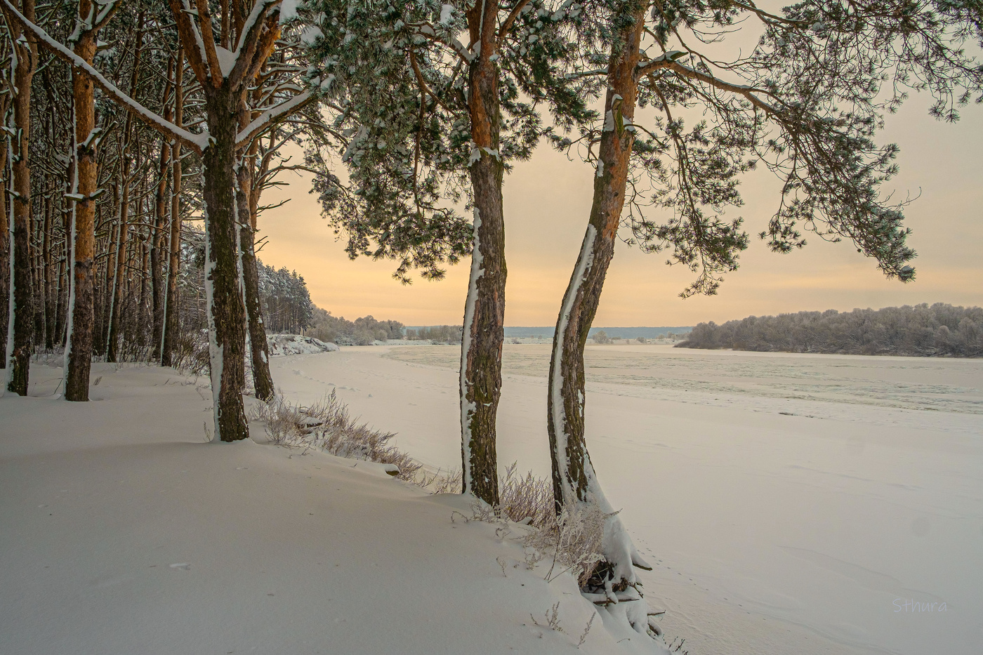 Лес на берегу Оки.