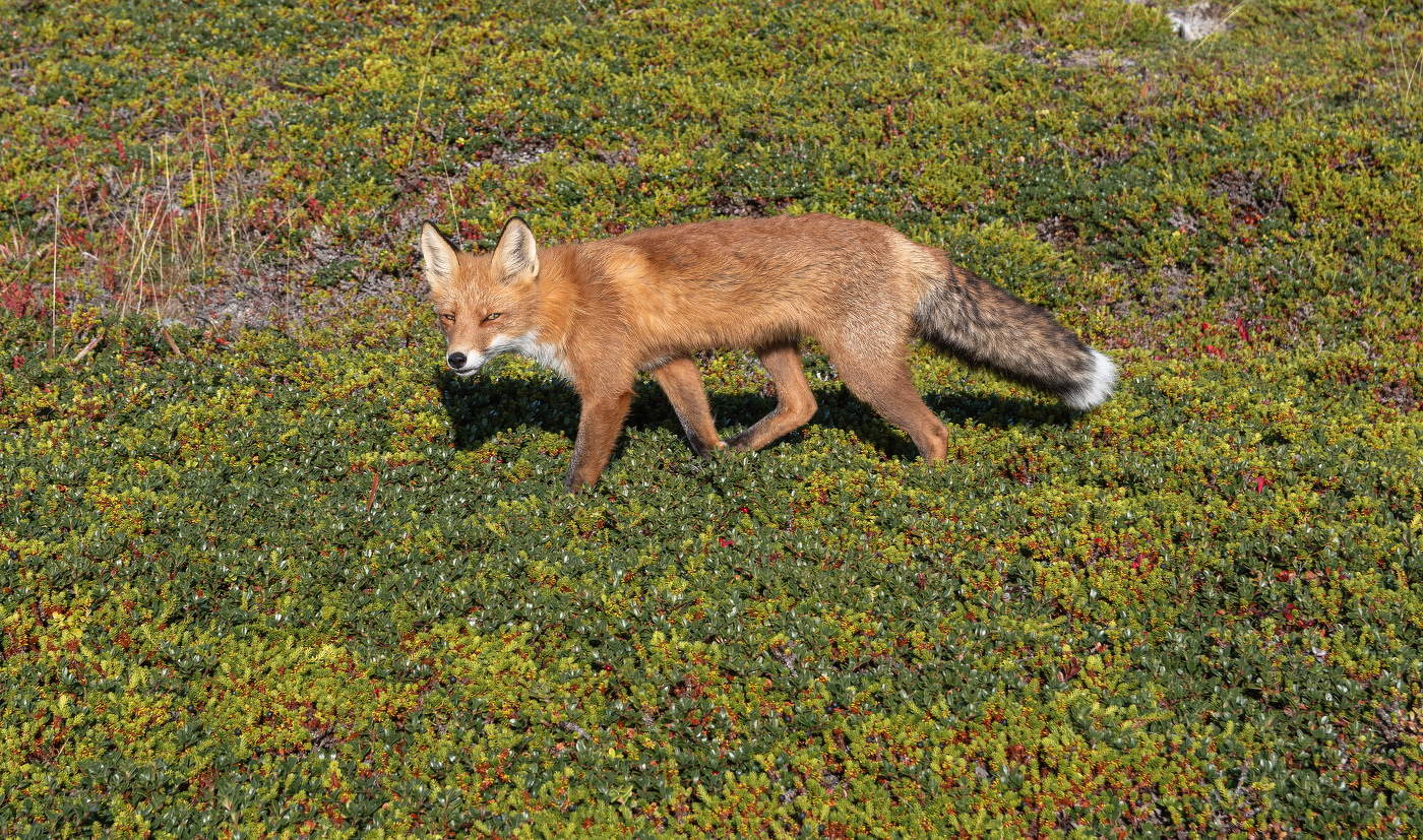 "Комендант" Заяцкого острова