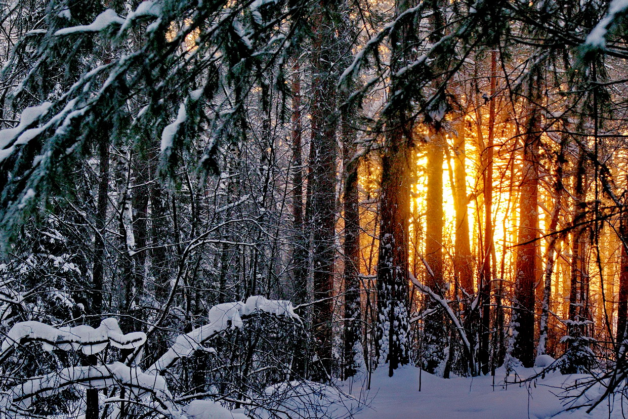 Утро в лесу.