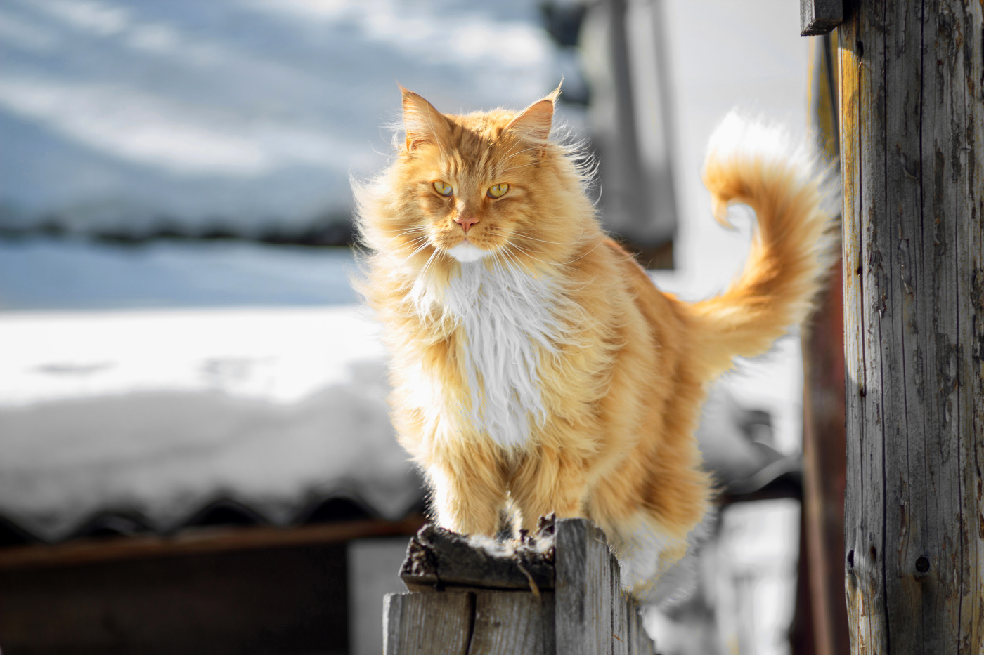 «Величавое обаяние мейн‑куна»