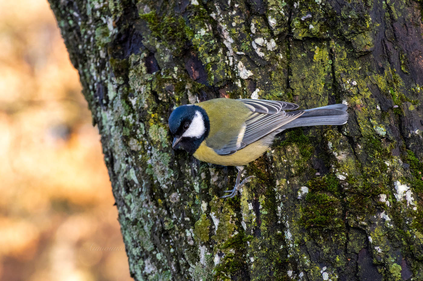 Синица большая.