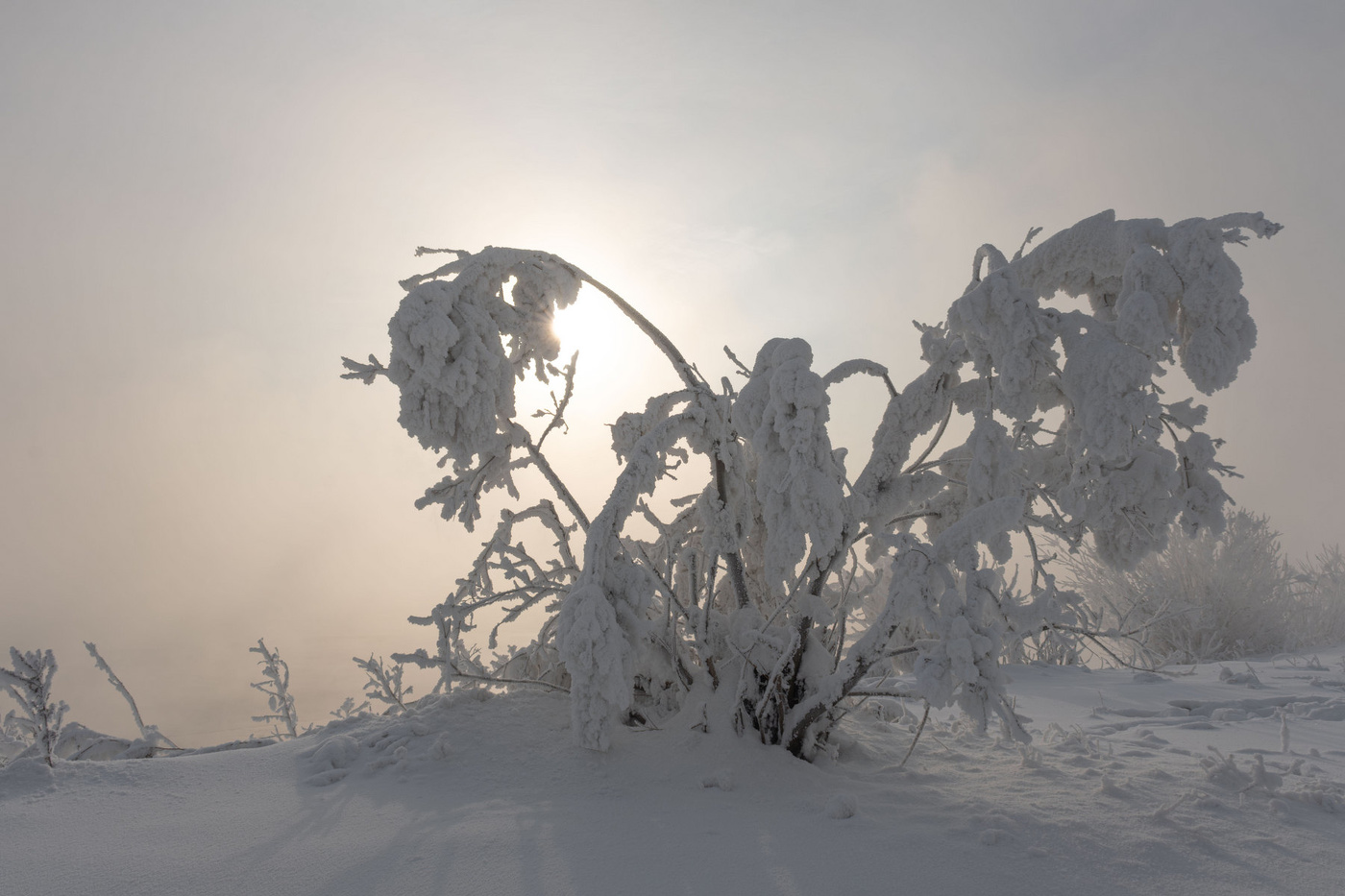 Зимняя бабочка