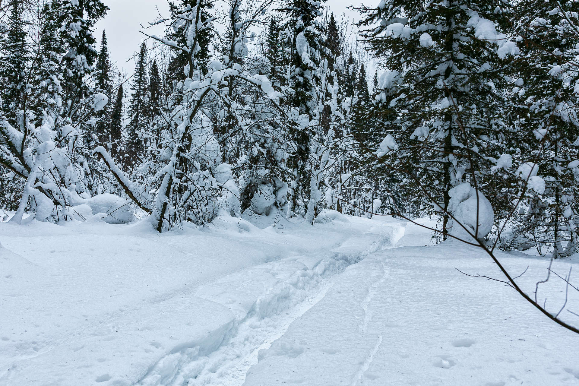 Прогулка по тайге Барзасской тайге