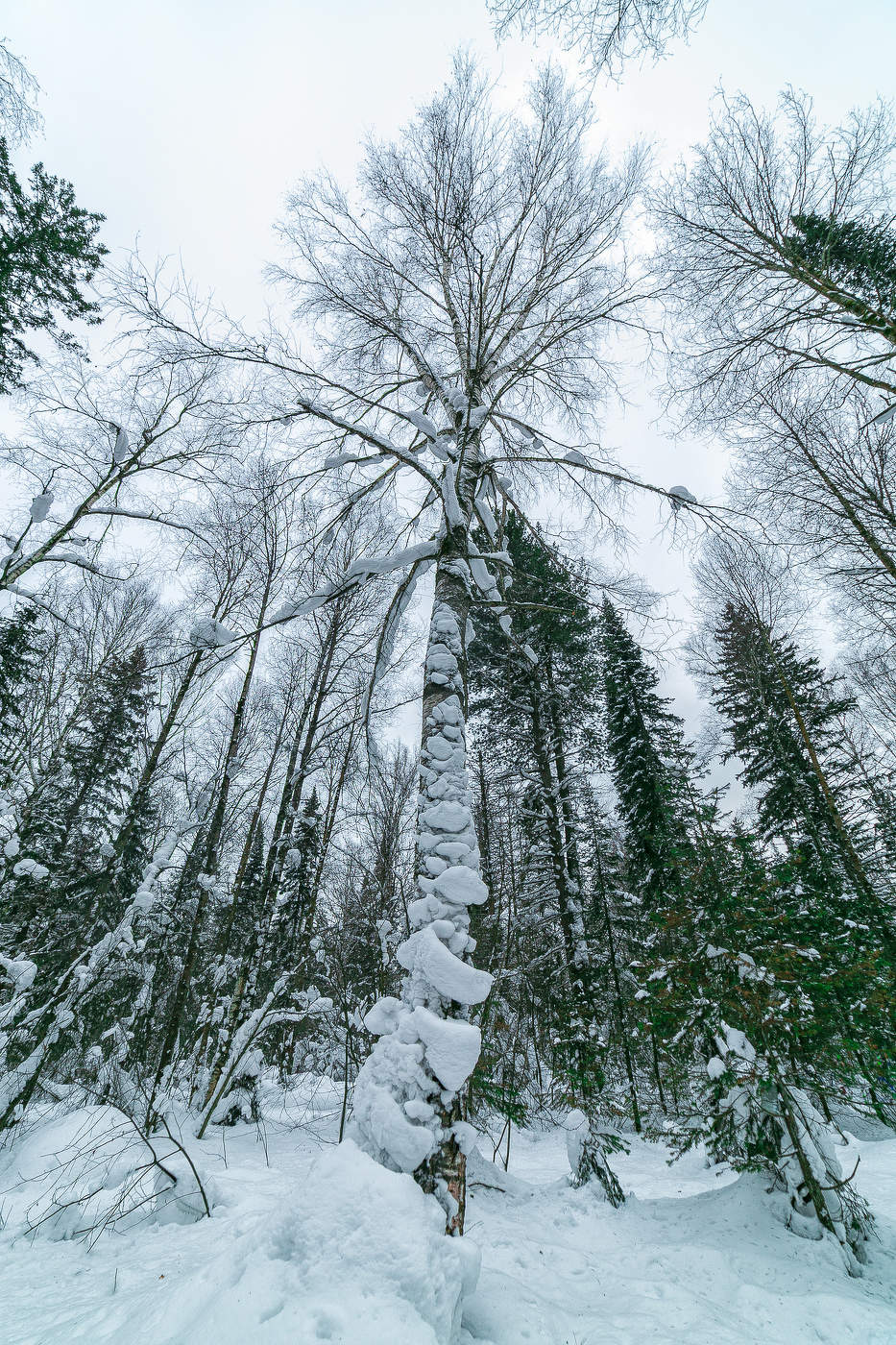 Барзасская тайга